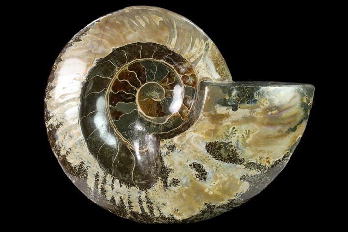Wide Polished Fossil Ammonite Dish - Madagascar #137404